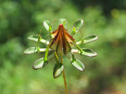 Image of Prickly hibiscus creeper