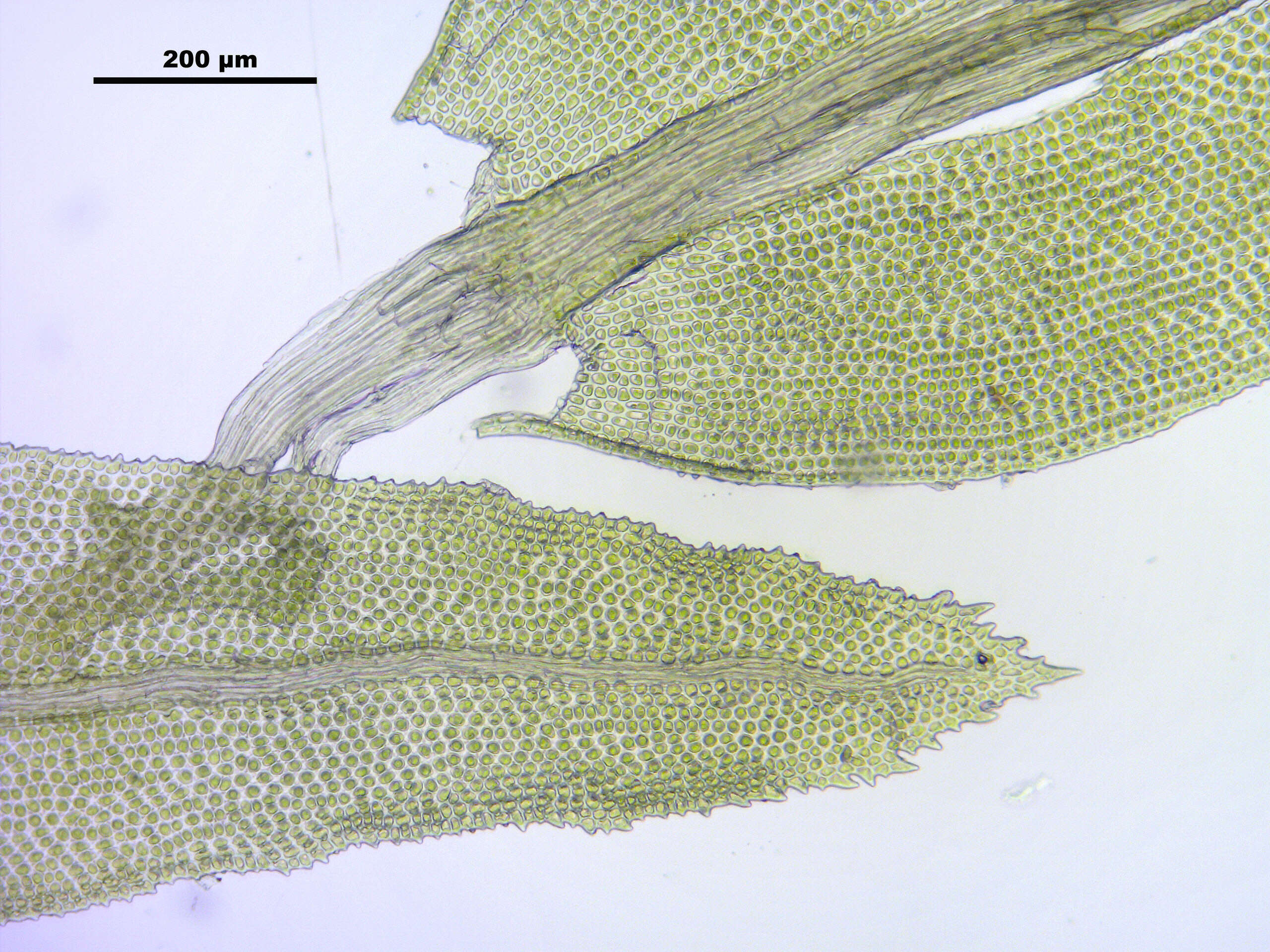 Image of aulacomnium moss