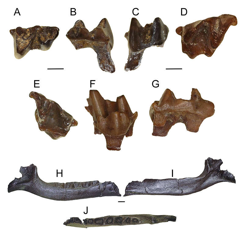 Image of desmans, moles, and relatives