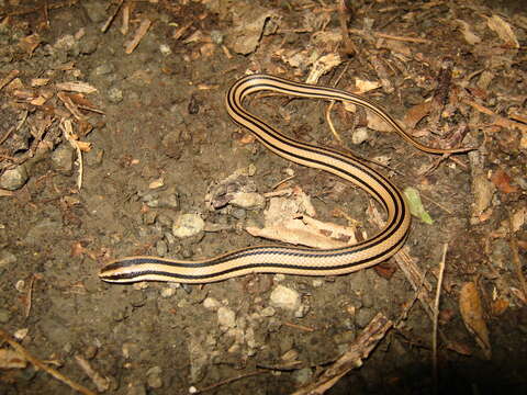 Image of Striped Road Guarder