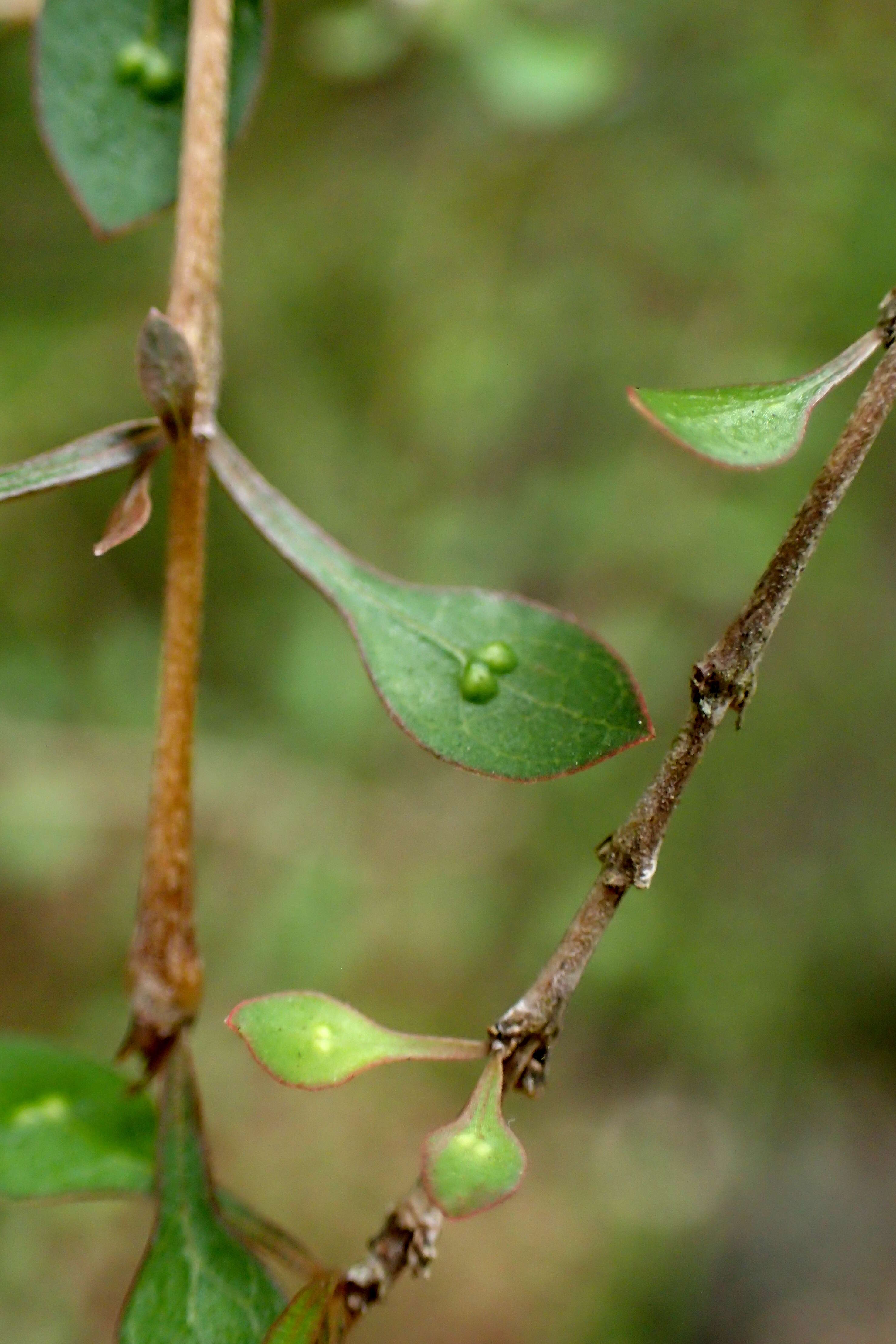 Image of Coprosma virescens Petrie