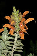 Salvia aurea L. resmi