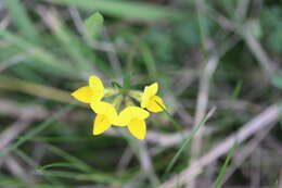 Imagem de Lotus corniculatus L.