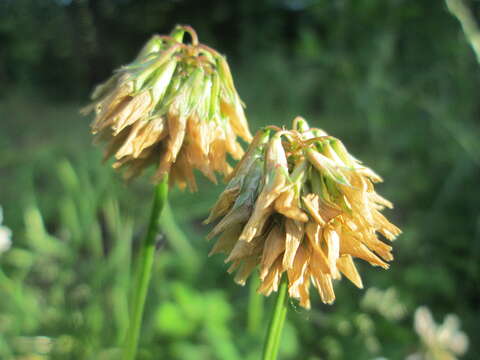 Image of white clover