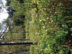 Imagem de Rhododendron tomentosum (Stokes) Harmaja