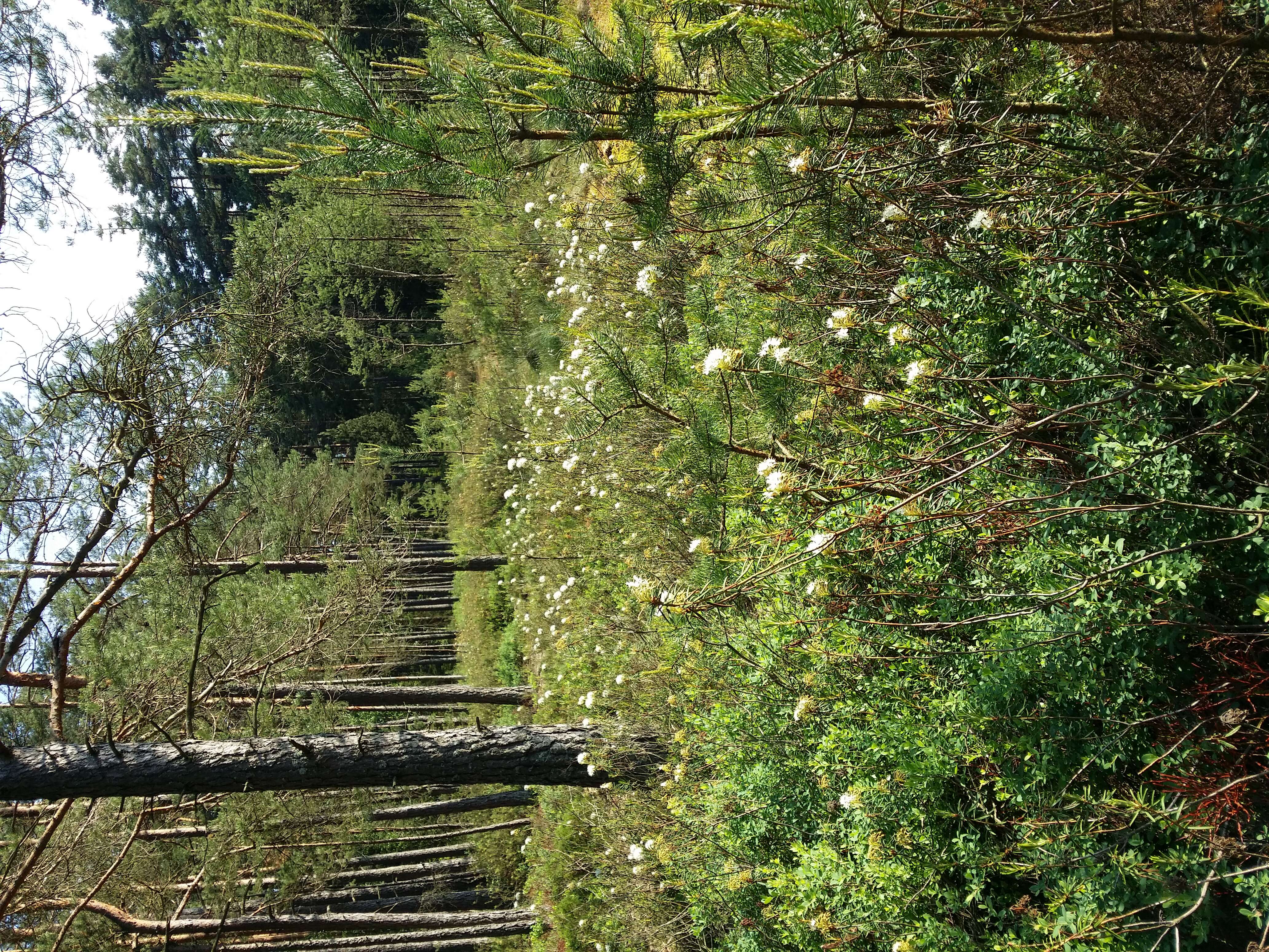 Imagem de Rhododendron tomentosum (Stokes) Harmaja