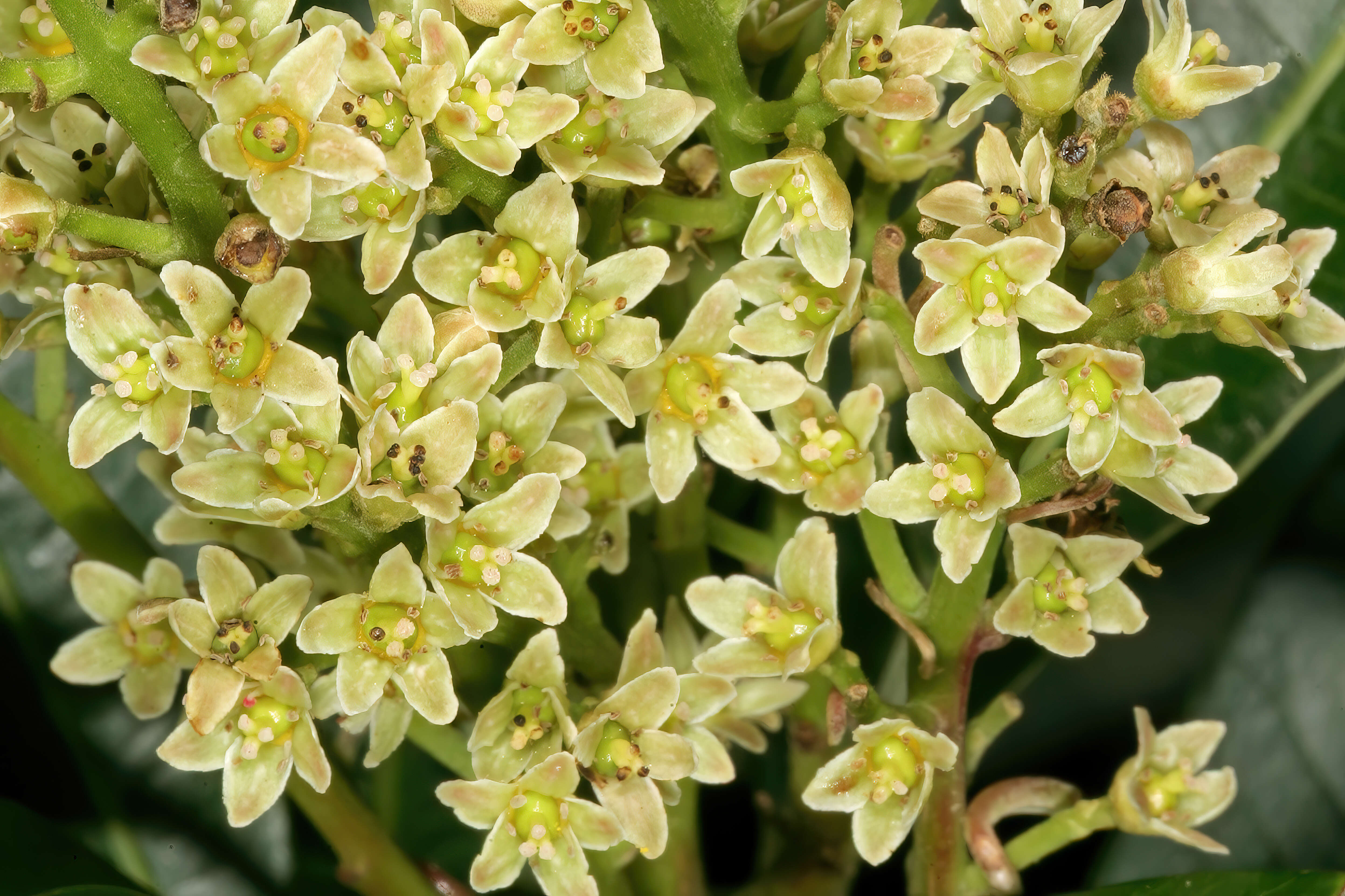 Image of Protorhus longifolia (Bernh.) Engl.