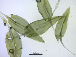 Image of aulacomnium moss