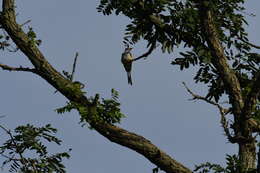 Image of Scissor-tailed Flycatcher