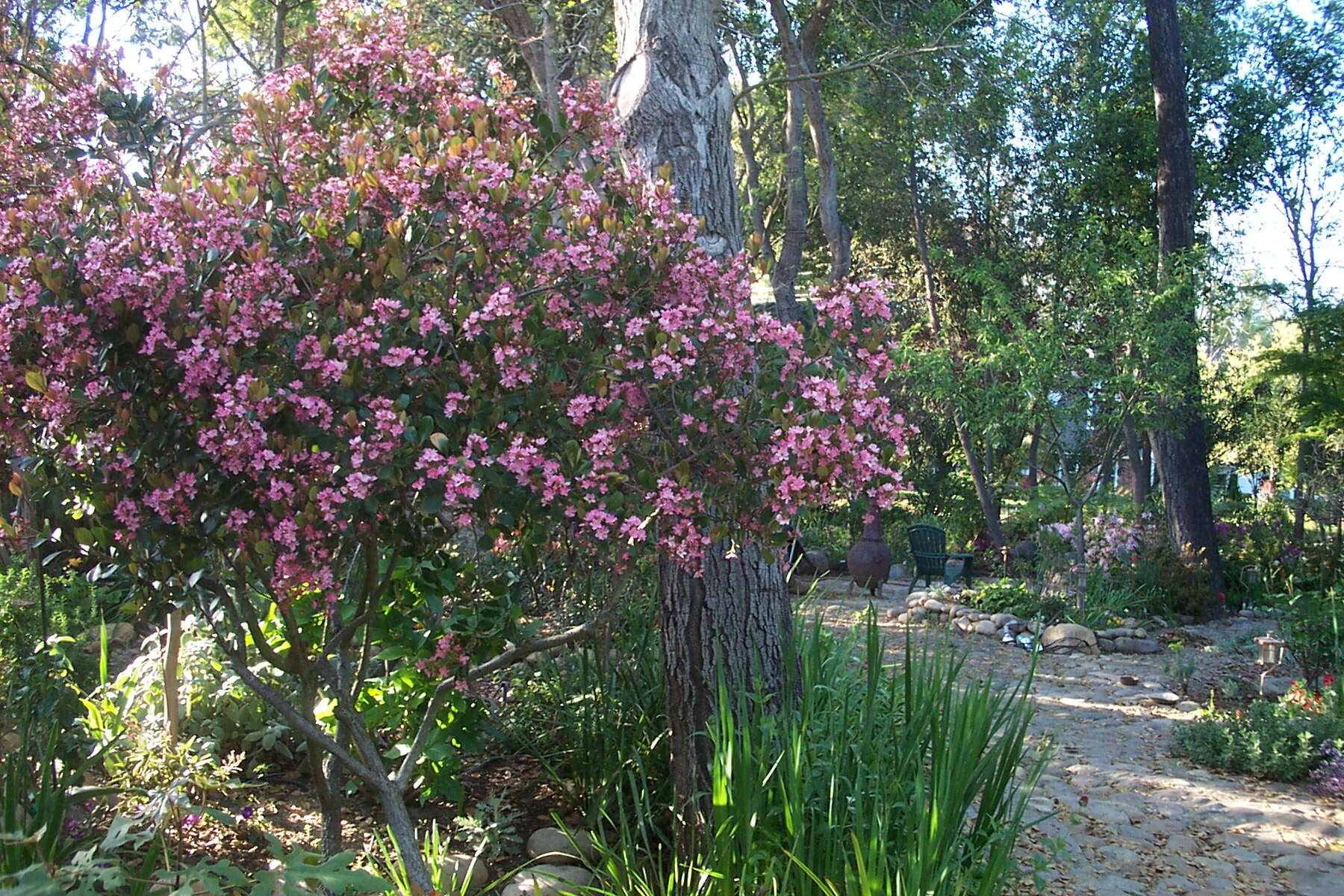 Plancia ëd Rhaphiolepis indica (L.) Lindl.