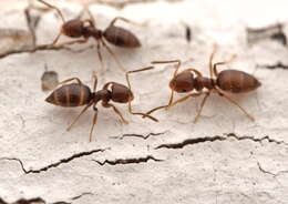 Image of Ant