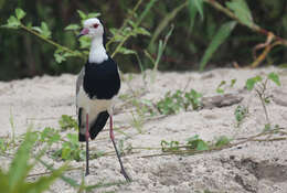 Image of Long-toed Lapwing