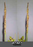 Image of carnation sedge