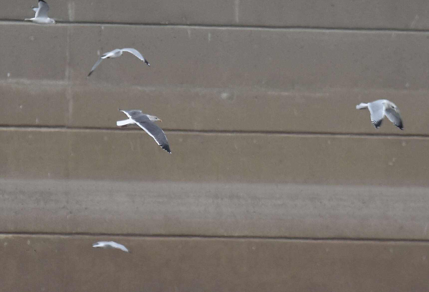 Image of Lesser Black-backed Gull