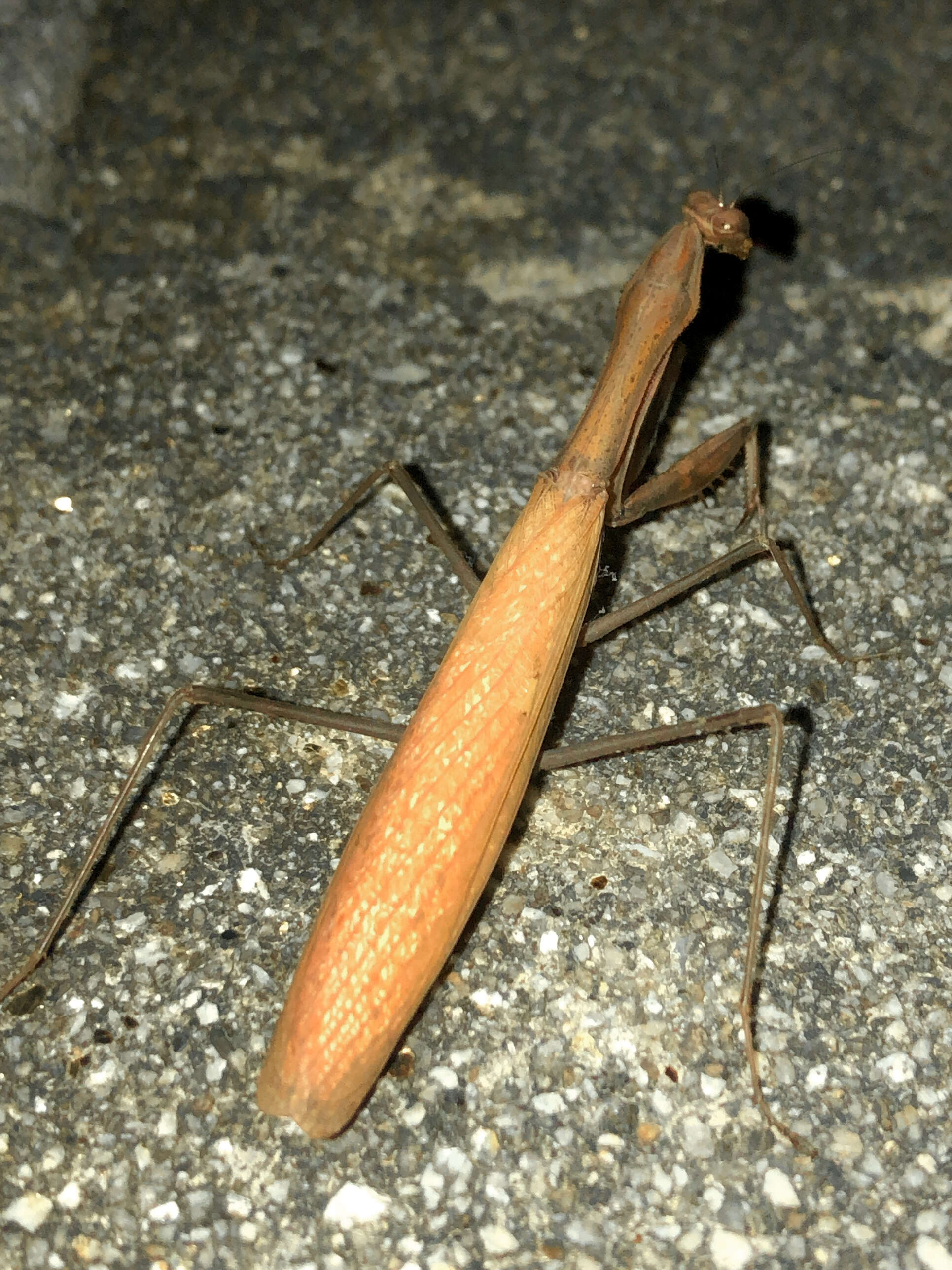 Image of Statilia maculata Thunberg 1784