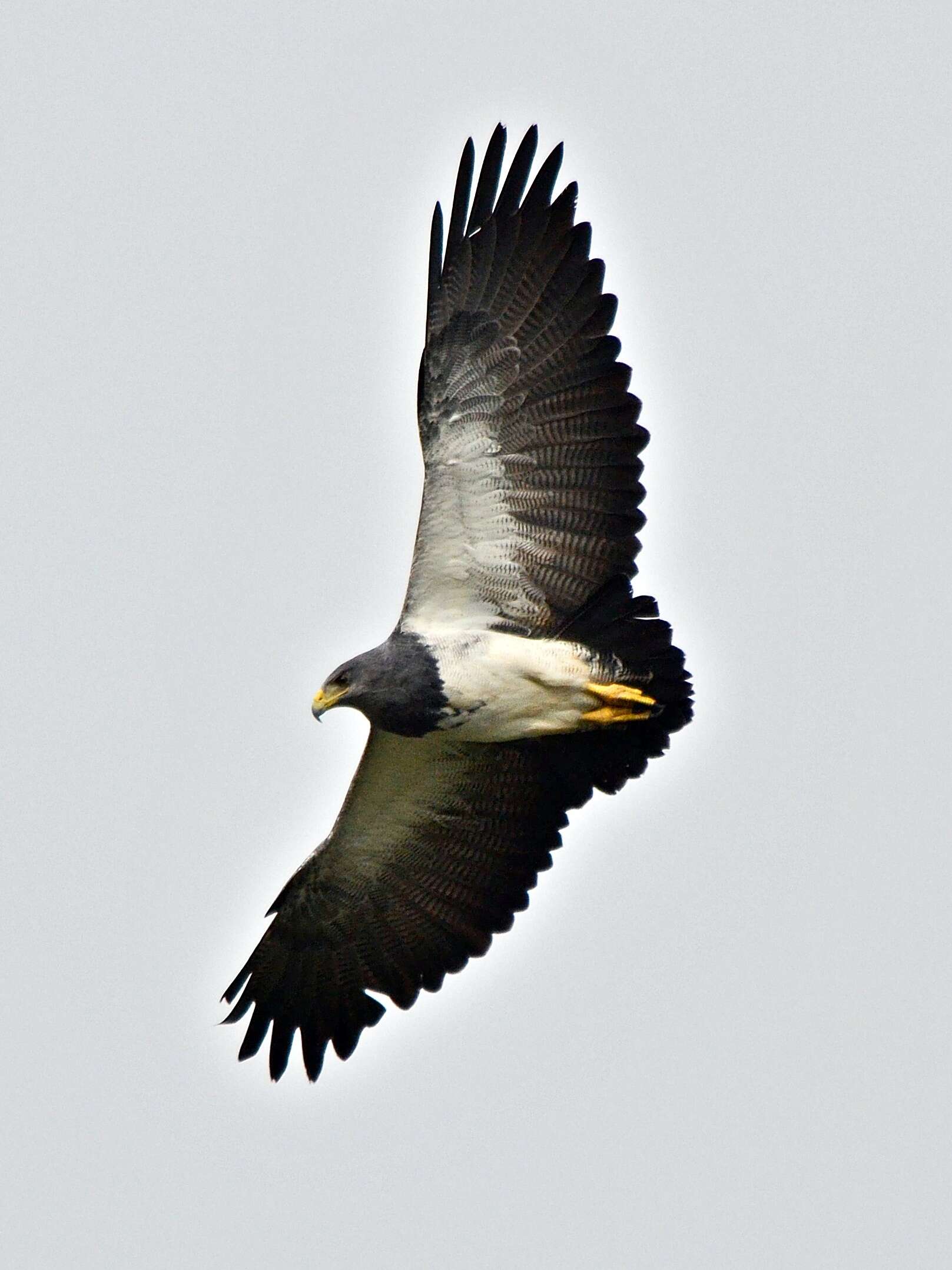 Image of Black-chested Buzzard-Eagle