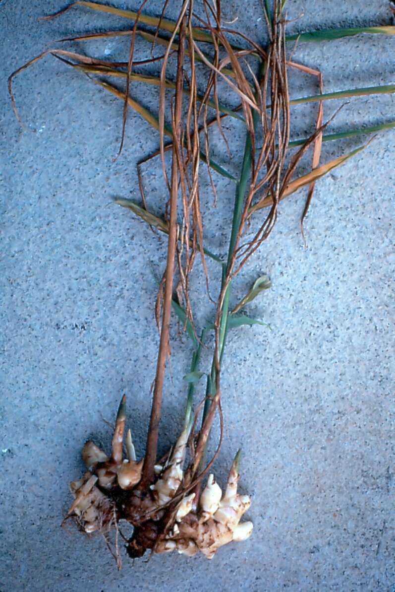 Image of Cooking Ginger