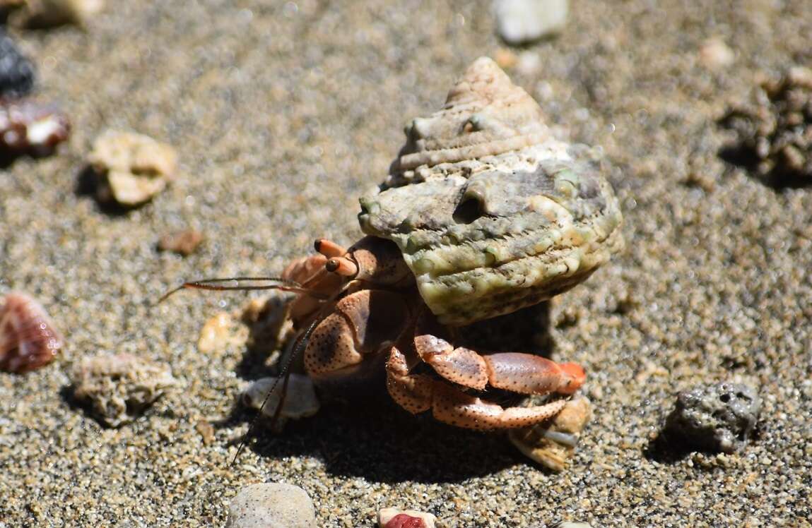 Image of Caribbean hermit crab