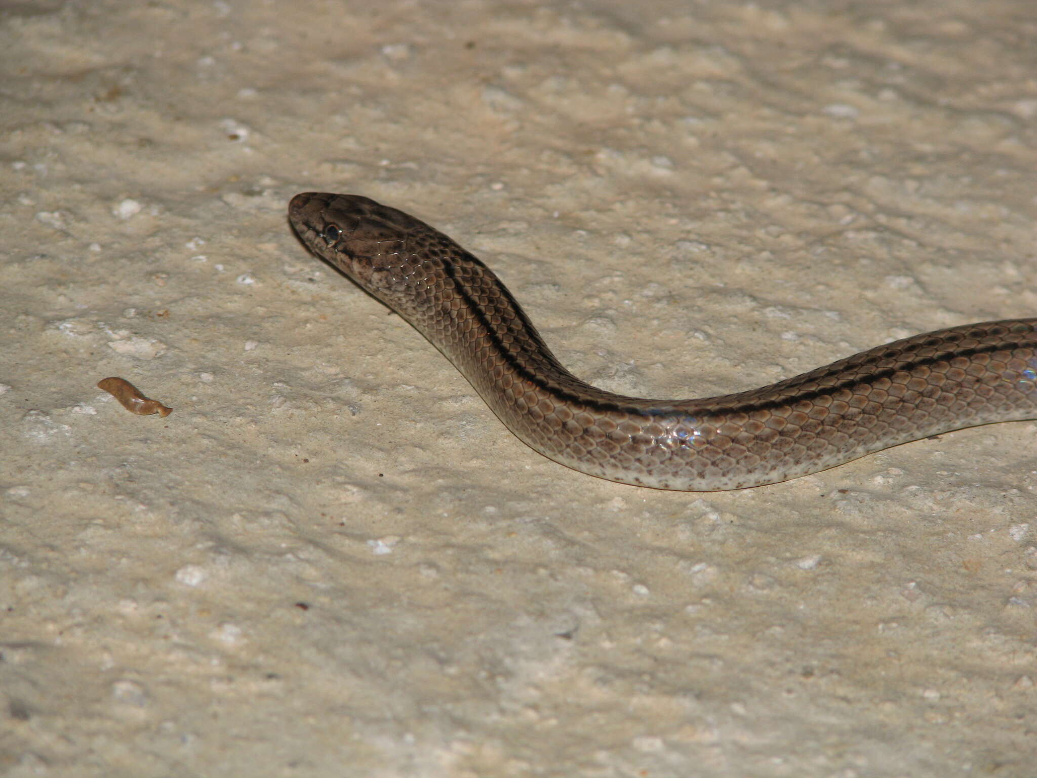 Image of Three-scaled Ground Snake