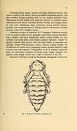 Image of Dorcadion cephalotes (Jakovlev 1890)