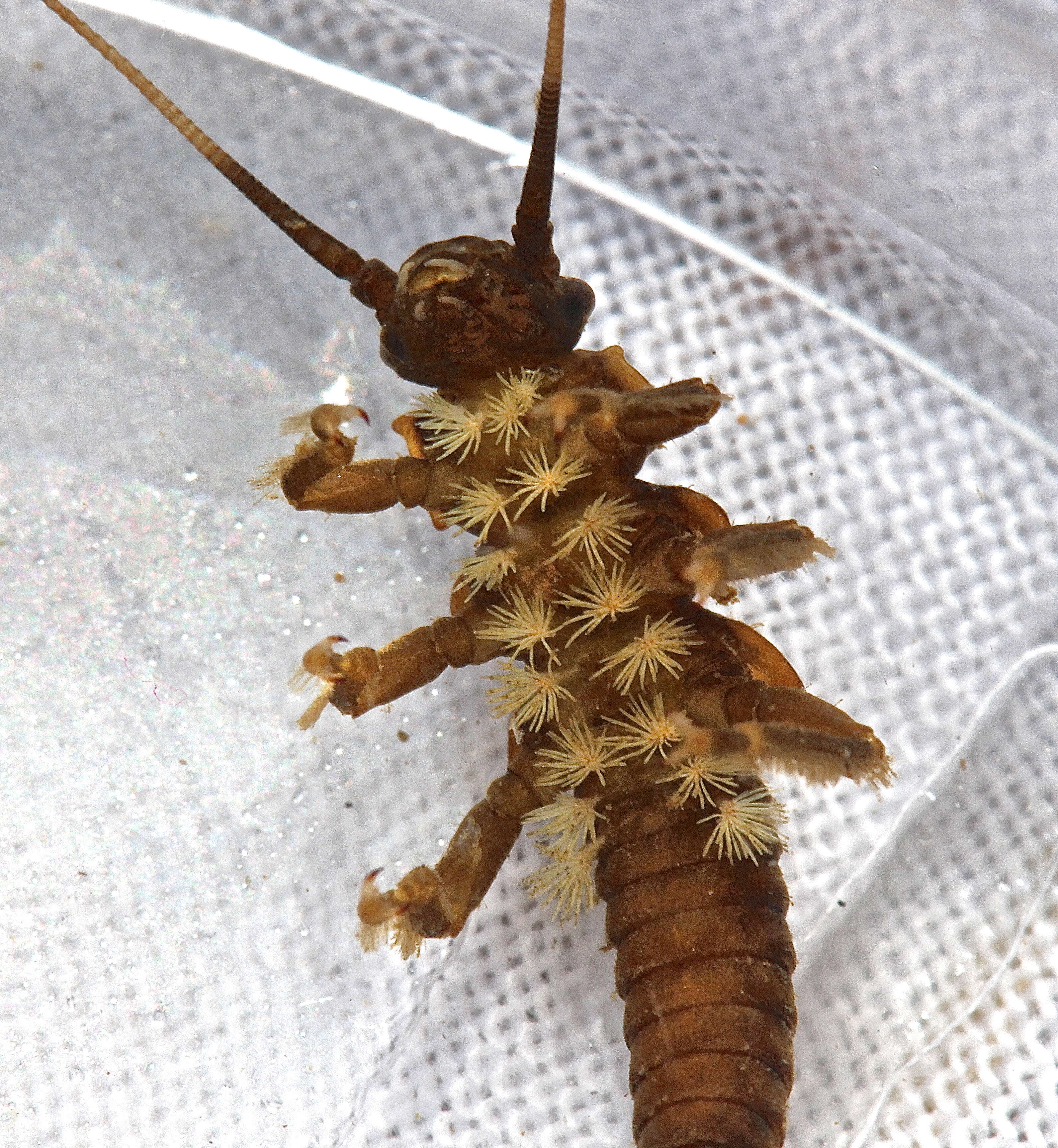 Image of American Salmonfly