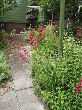 Image of beardtongue