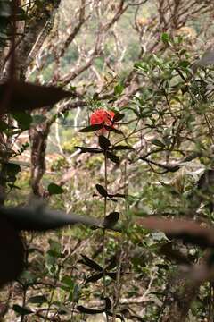 Image of Rhododendron fallacinum Sleum.