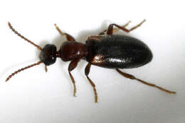 Image of Antlike flower beetle