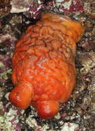 Image of Sea peach