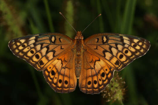 Image of Variegated Fritillary