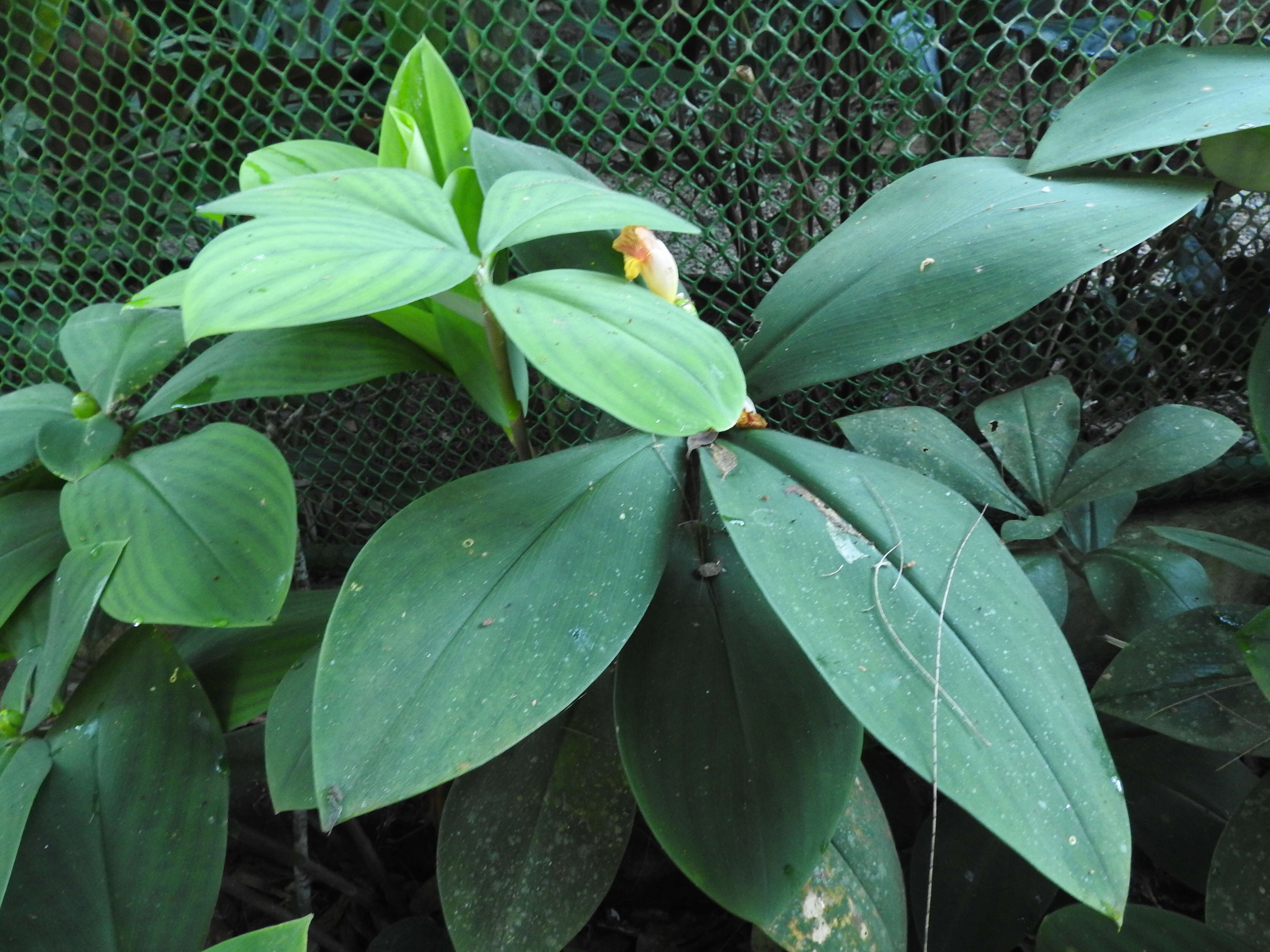 Image of stepladder ginger