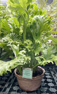 Image of climbing birdsnest fern