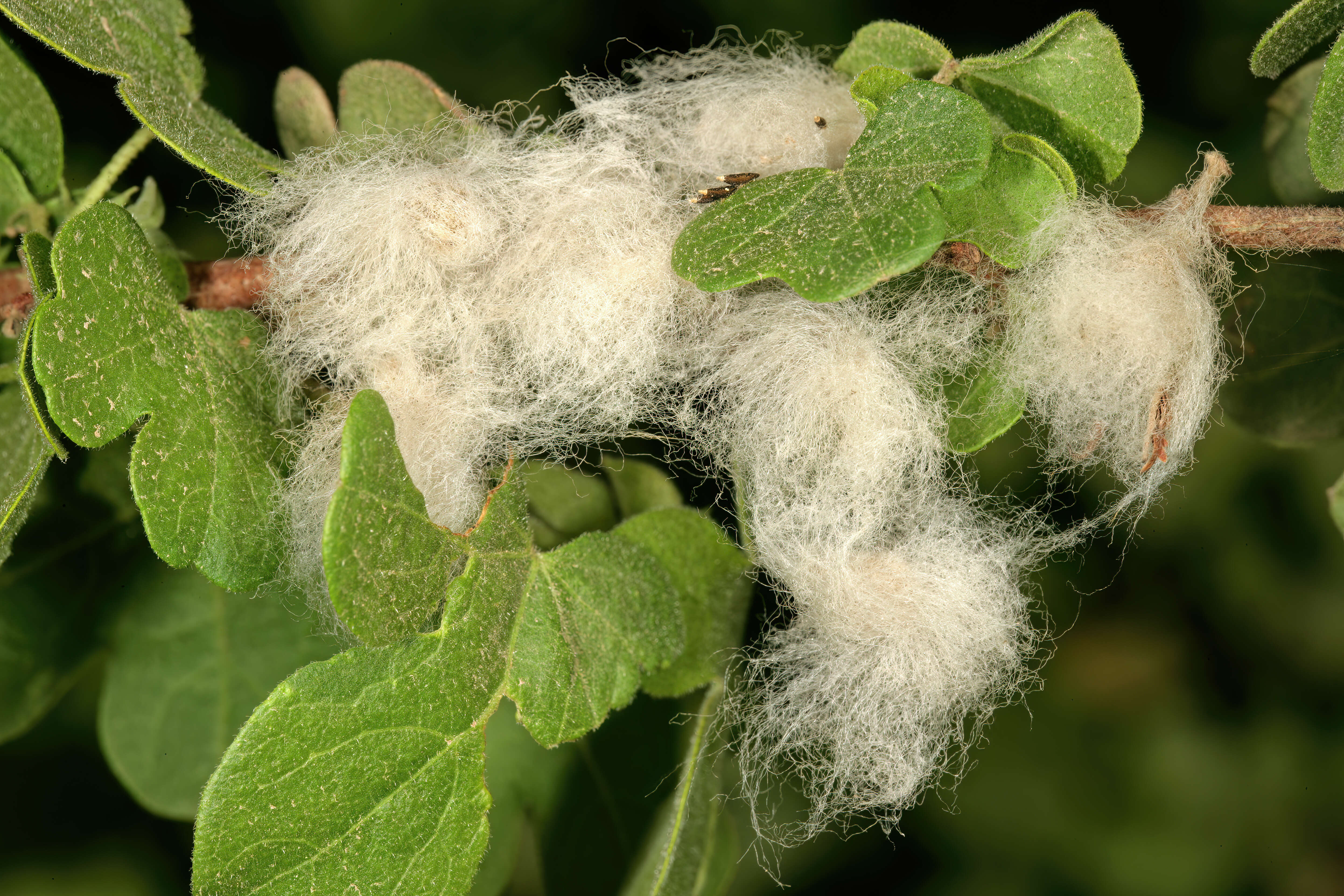 Gossypium herbaceum L. resmi