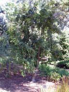 Слика од Carpinus laxiflora (Siebold & Zucc.) Blume