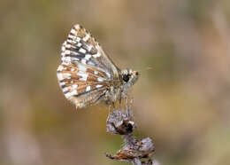 Image of Grizzled skipper