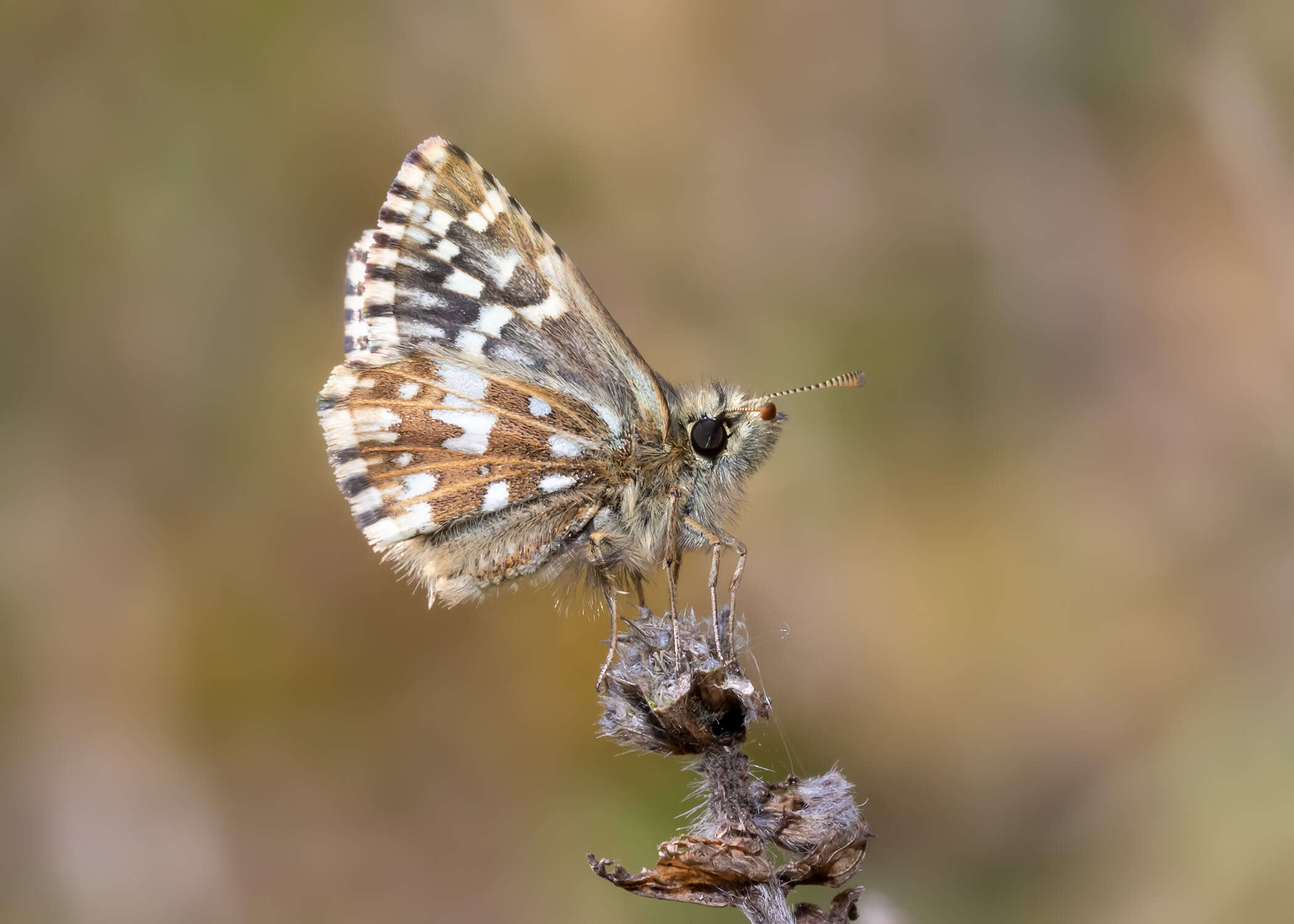 Image of Grizzled skipper