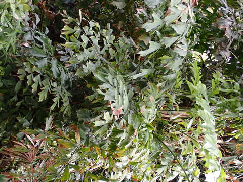 Image of Burmese fishtail palm