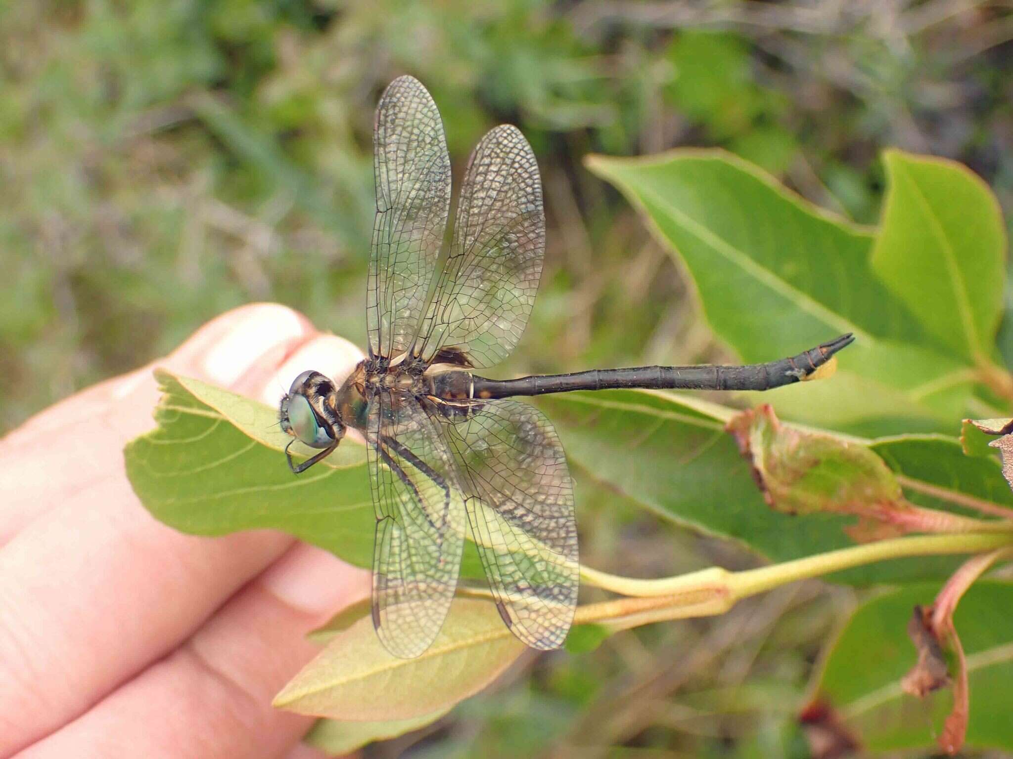 Image of Delicate Emerald