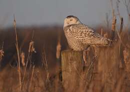 Image of Snowy Owl