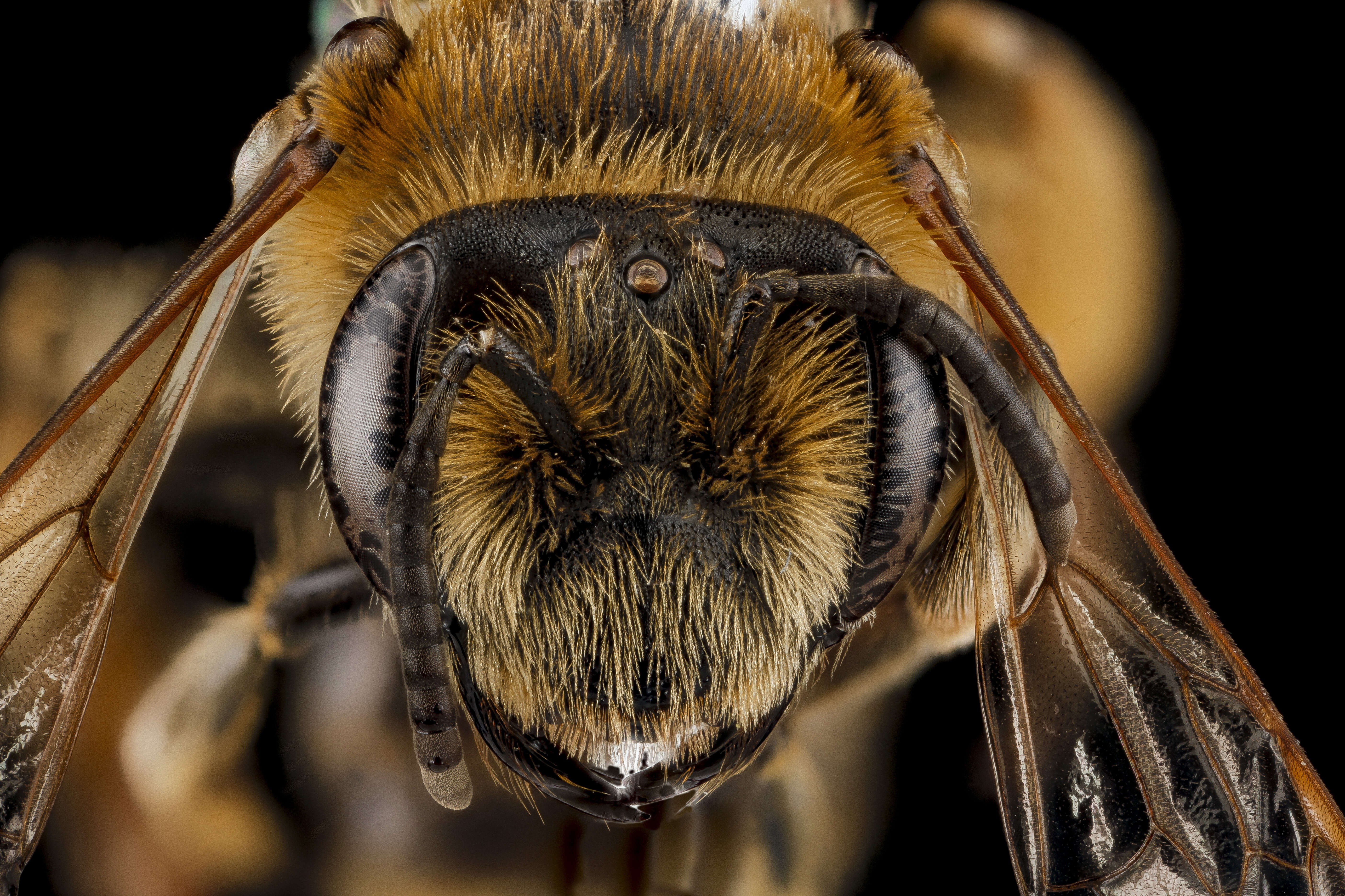 Image of Andrenine bee