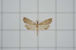 صورة Diplopseustis perieresalis Walker 1859