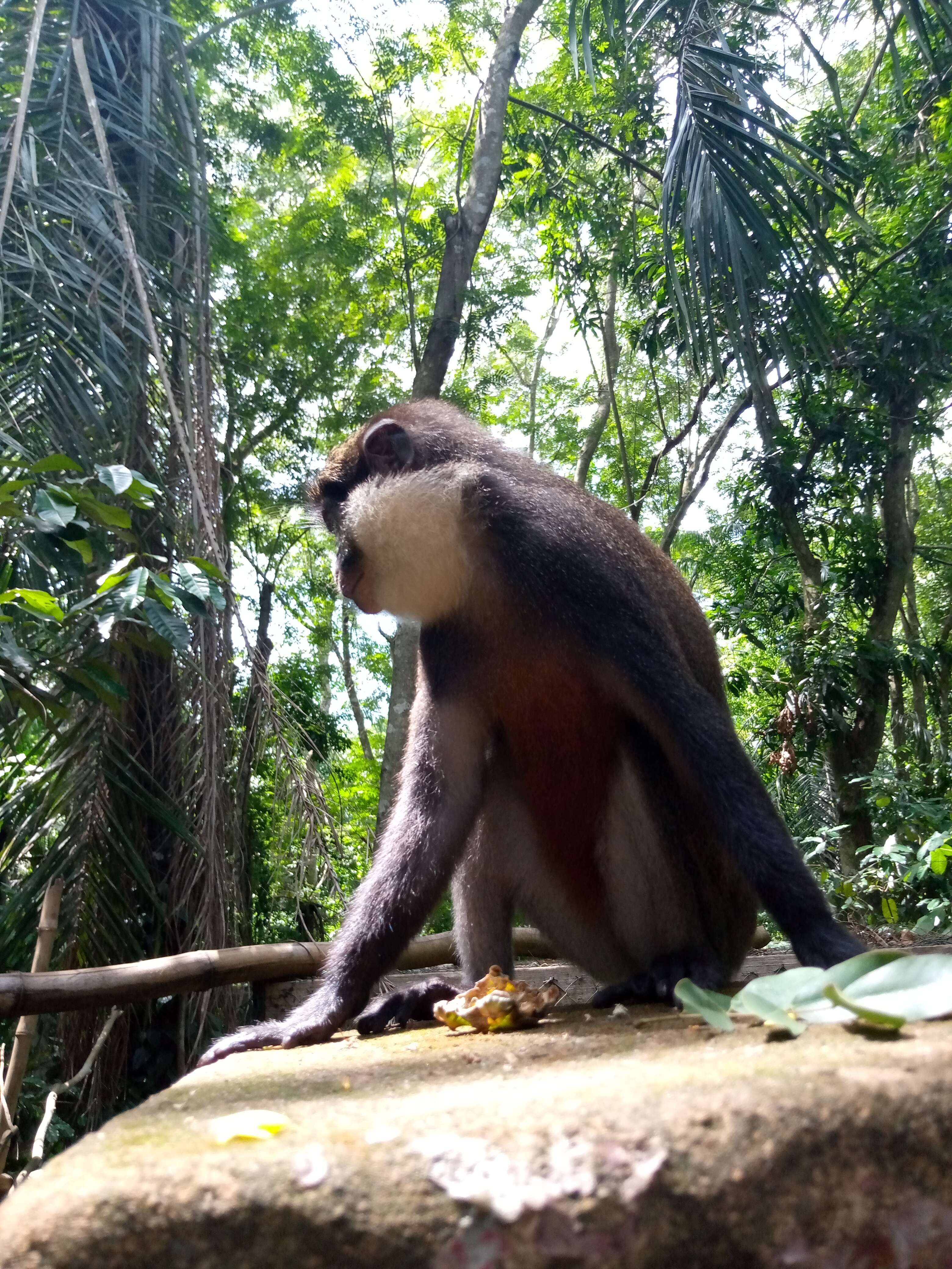 Image of Red-bellied Guenon