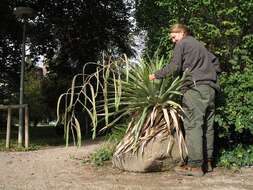 Image of Tillandsia ferreyrae L. B. Sm.