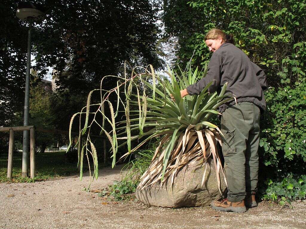 Image of Tillandsia ferreyrae L. B. Sm.