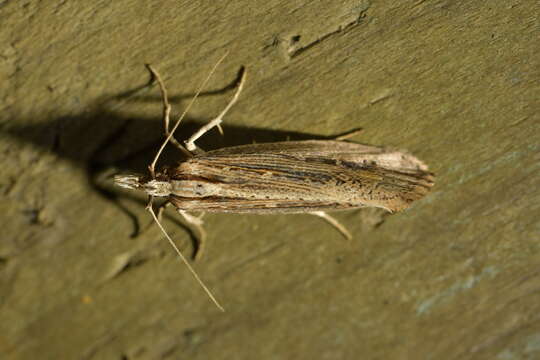 Image of Proditrix gahniae Dugdale 1987