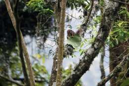 Image of Rwenzori Sun Squirrel