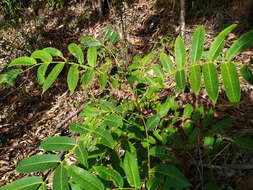 Image of Flindersia schottiana F. Müll.