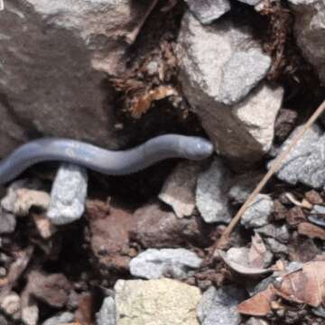 Image of Hoffmann's Earth Snake