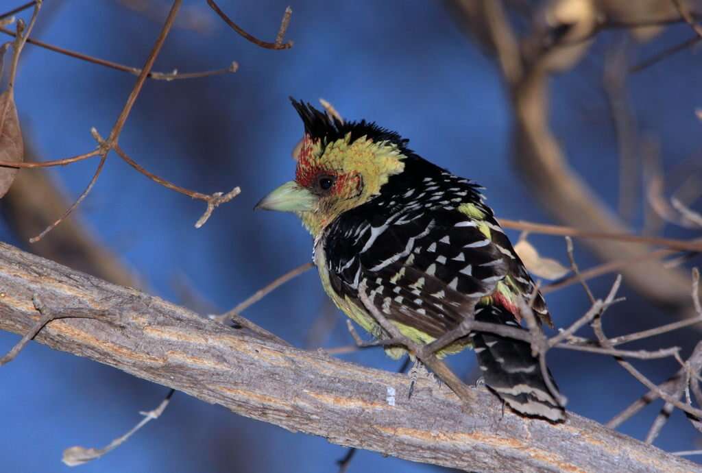 Image of Crested Barbet