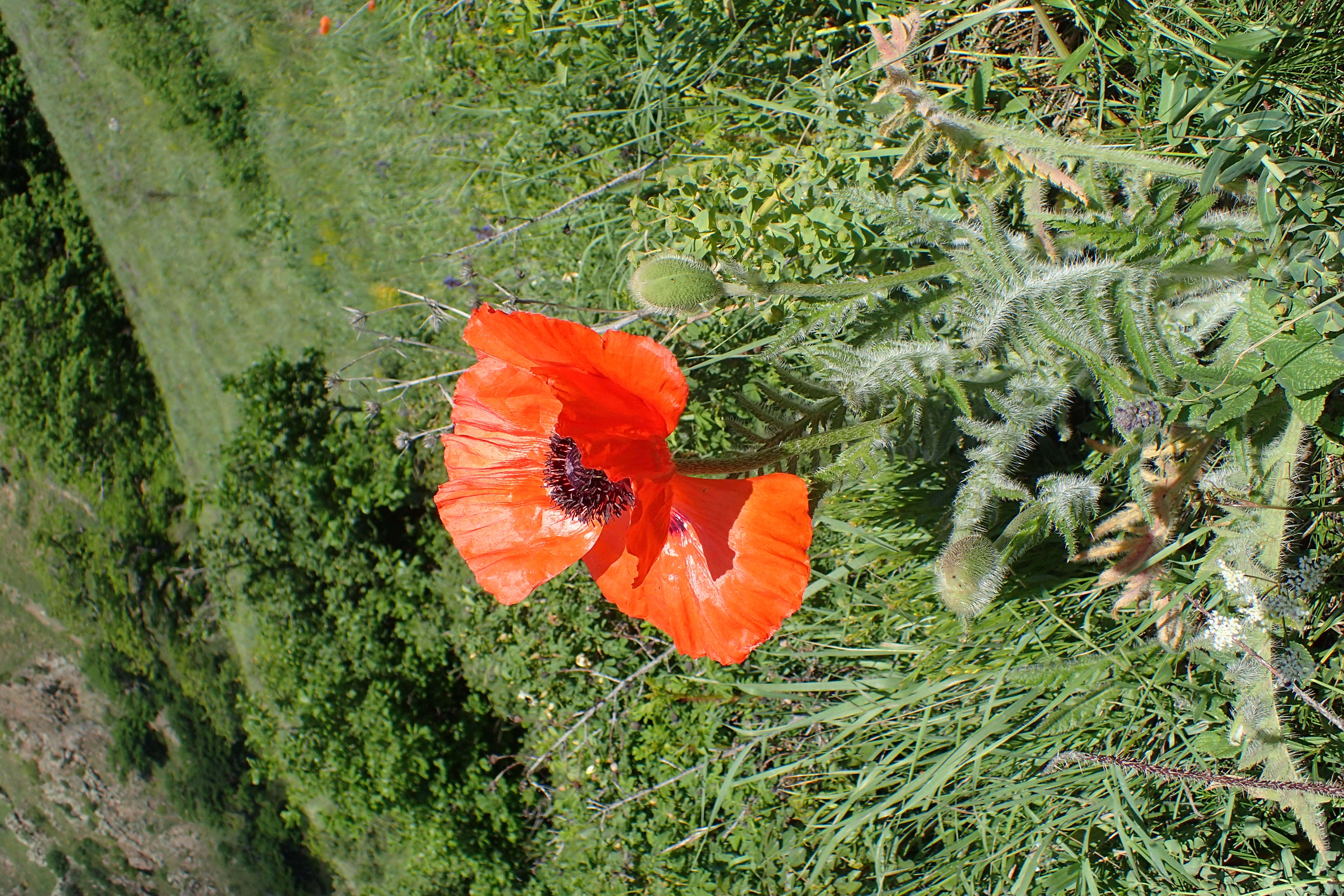 Image of Oriental poppy